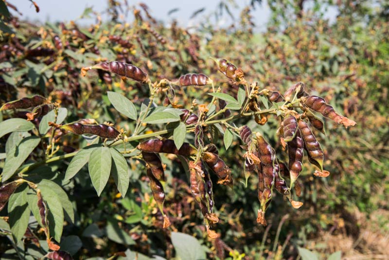 Mature Pigeon pea (arhar) crop on the embankment of Karath Pyne in Kaimur district, Bihar